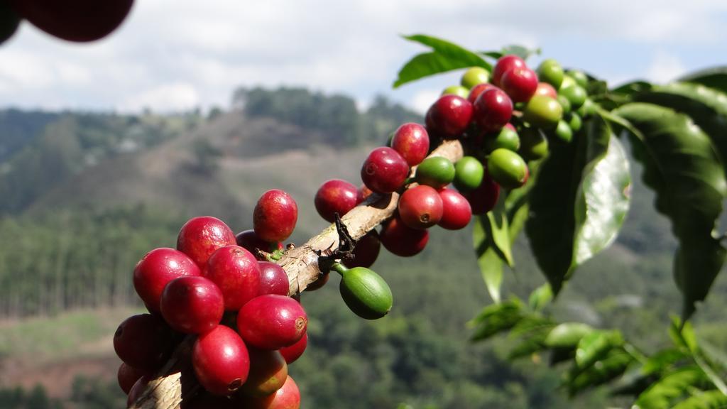 Finca El Ocaso Salento 호텔 외부 사진